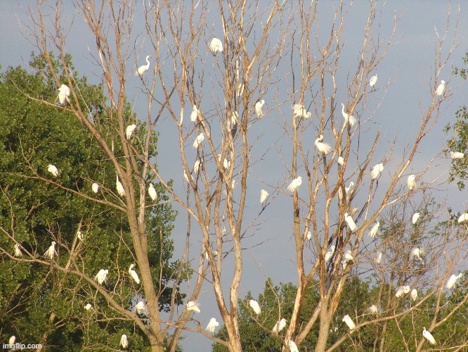 a tree full of egrets | image tagged in egrets,dead tree | made w/ Imgflip meme maker