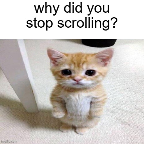 meow | why did you stop scrolling? | image tagged in cute cat | made w/ Imgflip meme maker