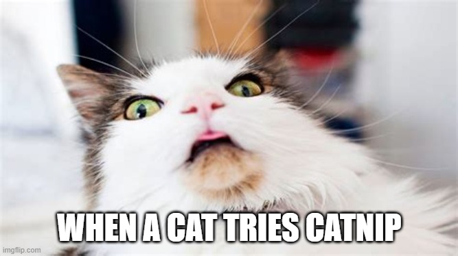 Surprised Cat | WHEN A CAT TRIES CATNIP | image tagged in surprised cat | made w/ Imgflip meme maker