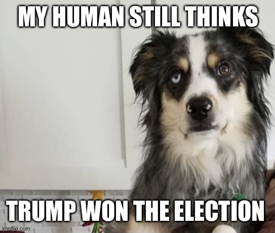 Eye roll dog | MY HUMAN STILL THINKS; TRUMP WON THE ELECTION | image tagged in eye roll dog | made w/ Imgflip meme maker