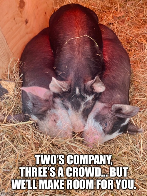 Three’s A Crowd | TWO’S COMPANY, THREE’S A CROWD... BUT WE’LL MAKE ROOM FOR YOU. | image tagged in pigs,threes a crowd,friendship,animals,relationships | made w/ Imgflip meme maker