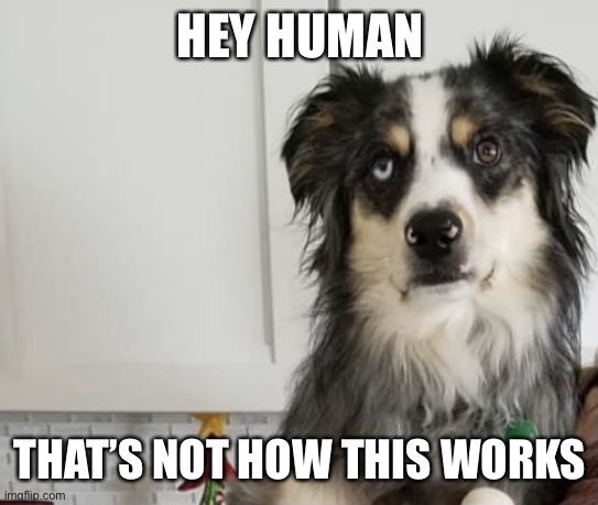 Hey human | HEY HUMAN; THAT’S NOT HOW THIS WORKS | image tagged in eye roll dog | made w/ Imgflip meme maker