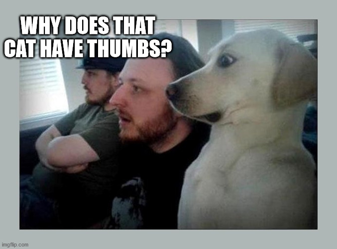 surprised dog | WHY DOES THAT CAT HAVE THUMBS? | image tagged in surprised dog | made w/ Imgflip meme maker