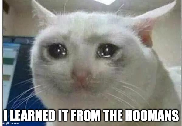 crying cat | I LEARNED IT FROM THE HOOMANS | image tagged in crying cat | made w/ Imgflip meme maker