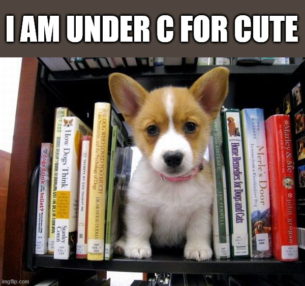 I AM UNDER C FOR CUTE | image tagged in dogs | made w/ Imgflip meme maker