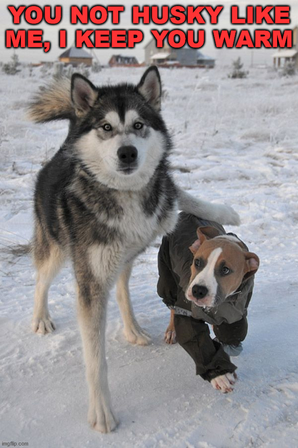 YOU NOT HUSKY LIKE ME, I KEEP YOU WARM | image tagged in dogs | made w/ Imgflip meme maker