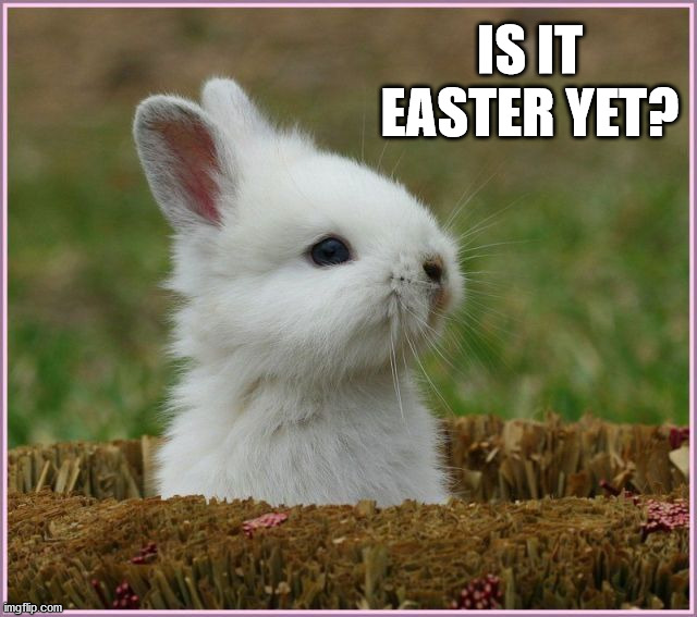 IS IT EASTER YET? | image tagged in bunnies | made w/ Imgflip meme maker