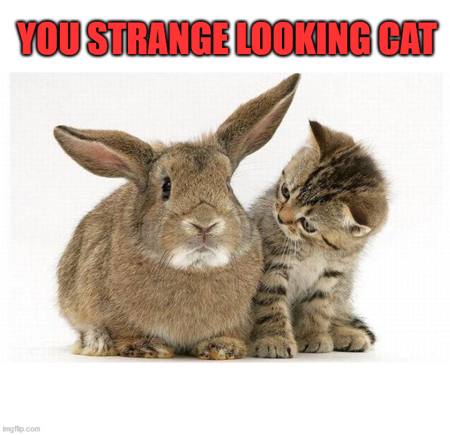 YOU STRANGE LOOKING CAT | image tagged in bunnies | made w/ Imgflip meme maker