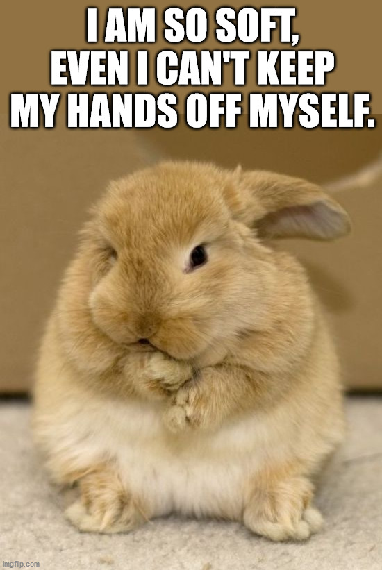 I AM SO SOFT, EVEN I CAN'T KEEP MY HANDS OFF MYSELF. | image tagged in bunnies | made w/ Imgflip meme maker