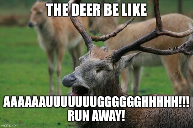 Disgusted Deer | THE DEER BE LIKE AAAAAAUUUUUUUGGGGGGHHHHH!!!
RUN AWAY! | image tagged in disgusted deer | made w/ Imgflip meme maker