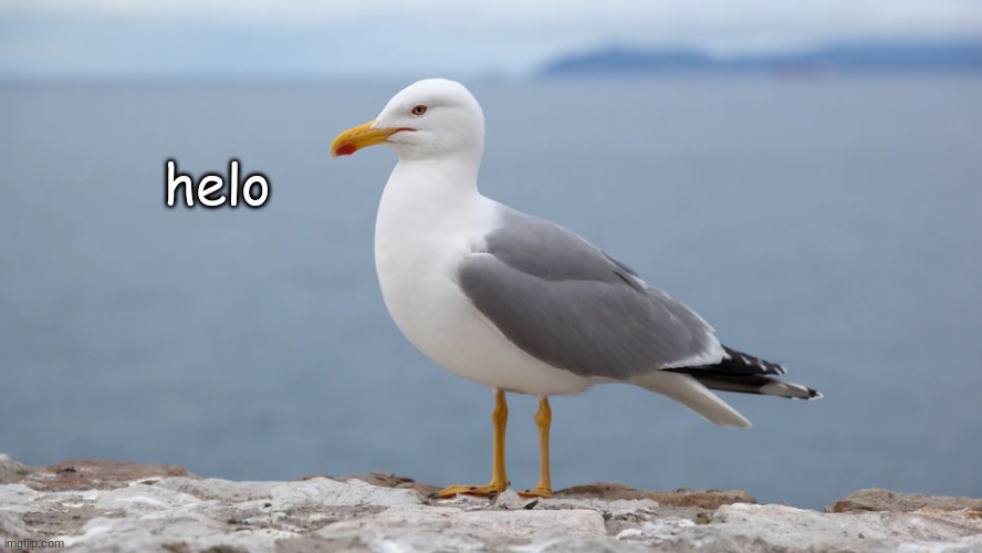 helo | helo | image tagged in s e a g u l l | made w/ Imgflip meme maker