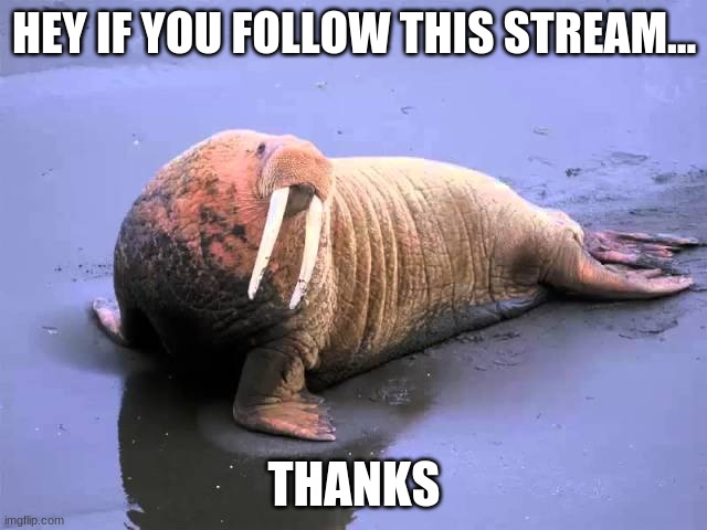 Thanks a bunch | HEY IF YOU FOLLOW THIS STREAM... THANKS | image tagged in walrus punk,funny,funny memes,memes | made w/ Imgflip meme maker