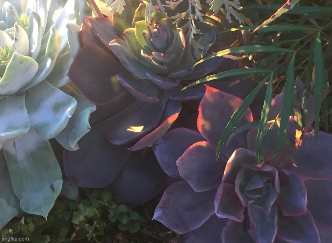 More succulents | image tagged in succulents,plants | made w/ Imgflip meme maker