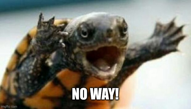 Turtle Say What? | NO WAY! | image tagged in turtle say what | made w/ Imgflip meme maker