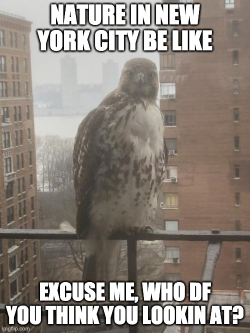 NATURE IN NEW YORK CITY BE LIKE; EXCUSE ME, WHO DF YOU THINK YOU LOOKIN AT? | made w/ Imgflip meme maker