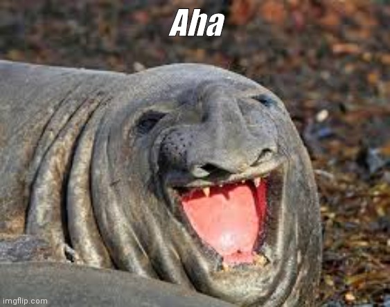Aha | image tagged in weird seal | made w/ Imgflip meme maker