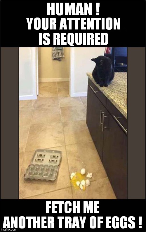 The Cats In The Kitchen ... | HUMAN ! YOUR ATTENTION IS REQUIRED; FETCH ME ANOTHER TRAY OF EGGS ! | image tagged in cats,eggs,smashing | made w/ Imgflip meme maker