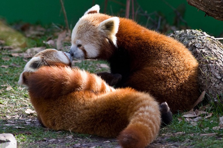Endangered Kisses | image tagged in awesome,pics,photography,red pandas | made w/ Imgflip meme maker