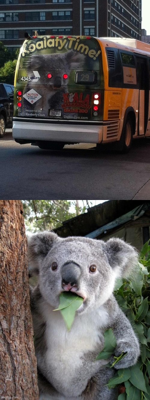 Bus design: Koala red eyes | image tagged in memes,surprised koala,bus,you had one job,design fails,funny | made w/ Imgflip meme maker