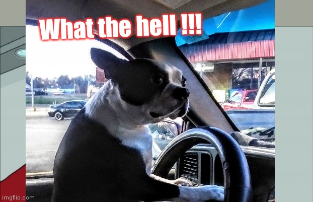 Just a Boston | What the hell !!! | image tagged in crazy dog | made w/ Imgflip meme maker