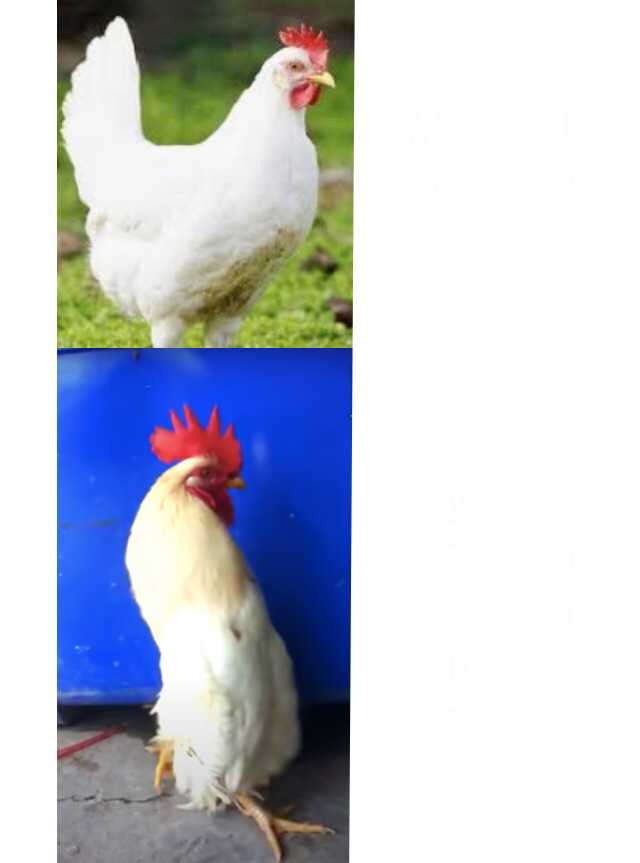 High Quality Standing up straight chicken Blank Meme Template