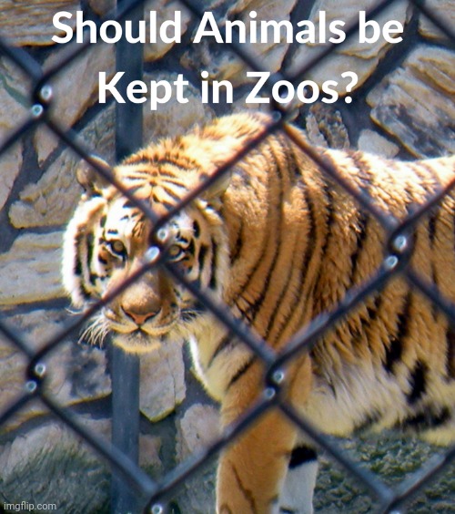 Is there a humane way to keep animals in confinement so people can appreciate and learn about nature? | image tagged in zoo,zootopia | made w/ Imgflip meme maker