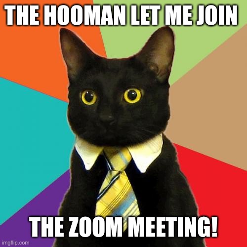 Business Cat Meme | THE HOOMAN LET ME JOIN; THE ZOOM MEETING! | image tagged in memes,business cat | made w/ Imgflip meme maker