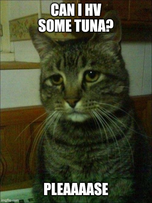 Depressed Cat | CAN I HV SOME TUNA? PLEAAAASE | image tagged in memes,depressed cat | made w/ Imgflip meme maker