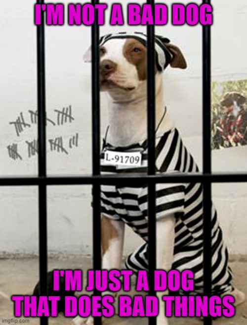 Don't do the crime if you can't do the time! | I'M NOT A BAD DOG; I'M JUST A DOG THAT DOES BAD THINGS | image tagged in dog in prison,bad dog,dogs,animals,raydog | made w/ Imgflip meme maker