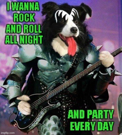 True story... | image tagged in dogs,kiss,rock and roll | made w/ Imgflip meme maker