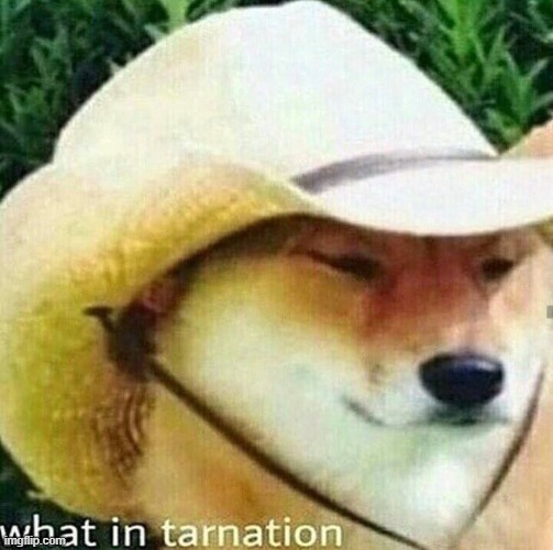 What in tarnation is going on? And why didn't I get an invite! | image tagged in what in tarnation dog | made w/ Imgflip meme maker