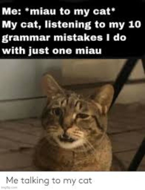 i cant speak cat good | image tagged in funny cats | made w/ Imgflip meme maker