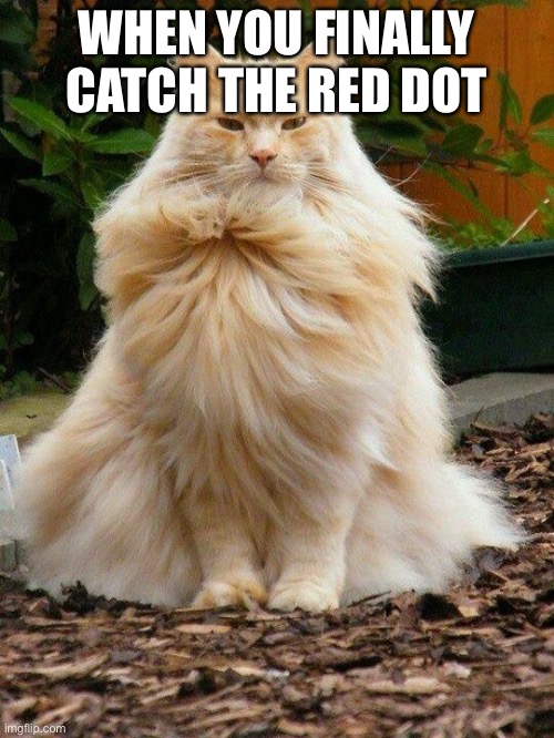 this cat is proud | WHEN YOU FINALLY CATCH THE RED DOT | image tagged in proud cat,red dot | made w/ Imgflip meme maker