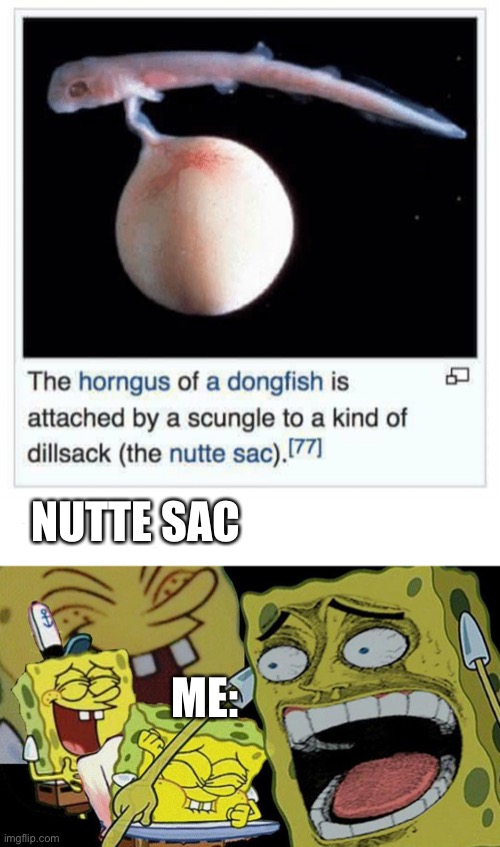 The horngus of a dongfish | NUTTE SAC; ME: | image tagged in yes,exist,fish | made w/ Imgflip meme maker