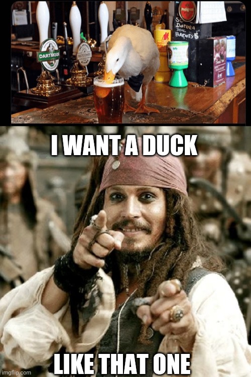 DRUNK DUCK | I WANT A DUCK; LIKE THAT ONE | image tagged in point jack,duck,ducks,pirate,jack sparrow | made w/ Imgflip meme maker