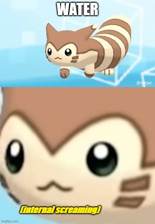 Furret scream | WATER | image tagged in furret scream | made w/ Imgflip meme maker