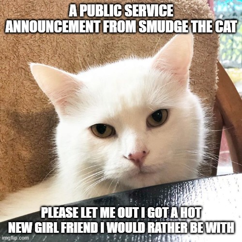 let me out | A PUBLIC SERVICE ANNOUNCEMENT FROM SMUDGE THE CAT; PLEASE LET ME OUT I GOT A HOT NEW GIRL FRIEND I WOULD RATHER BE WITH | image tagged in smudge the cat,public service announcement,psa,smudge,cat | made w/ Imgflip meme maker