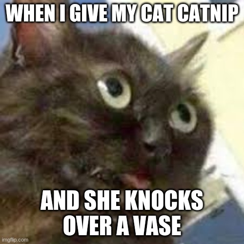 silly cat | WHEN I GIVE MY CAT CATNIP; AND SHE KNOCKS OVER A VASE | image tagged in cats,funny,drugs are bad,funny cats,crazy,crazy eyes | made w/ Imgflip meme maker