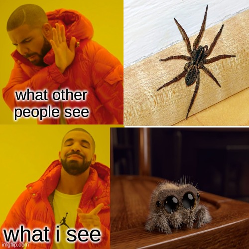 spiders are cute | what other people see; what i see | image tagged in spiders,cute,animals,bugs,drake,funny | made w/ Imgflip meme maker