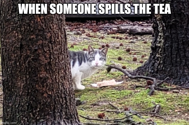 Paranoid Cat | WHEN SOMEONE SPILLS THE TEA | image tagged in surprised cat | made w/ Imgflip meme maker
