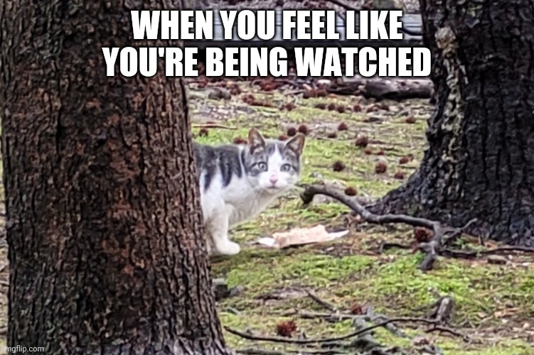 Paranoid Cat | WHEN YOU FEEL LIKE YOU'RE BEING WATCHED | image tagged in surprised cat | made w/ Imgflip meme maker