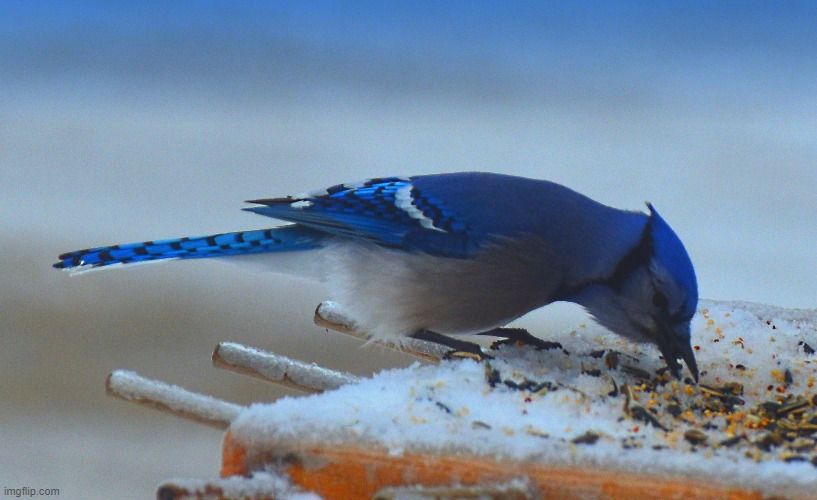 blue jay | image tagged in bird feeder,blue jay | made w/ Imgflip meme maker
