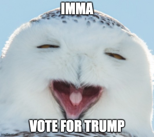 Y U dumb | IMMA; VOTE FOR TRUMP | image tagged in trump,dumb,2020,2020 sucks,vote,election | made w/ Imgflip meme maker