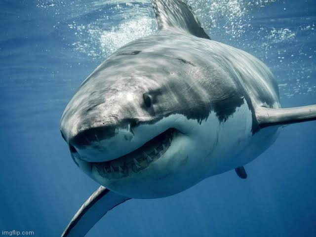 For those who are afraid of sharks... Well for me a im little bit scared | image tagged in sharks,scary | made w/ Imgflip meme maker