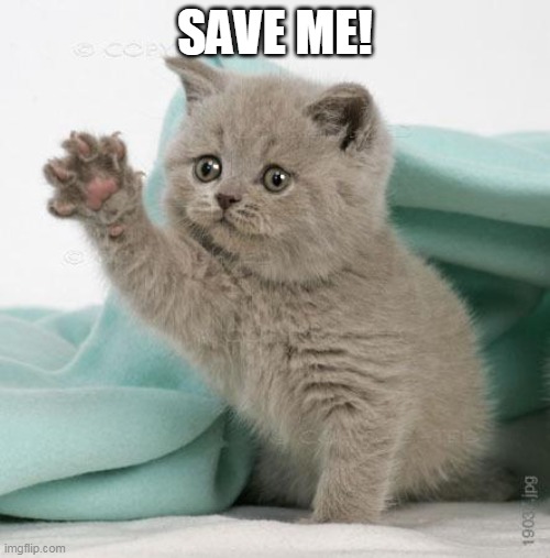 Sad kitten | SAVE ME! | image tagged in sad kitten,memes | made w/ Imgflip meme maker
