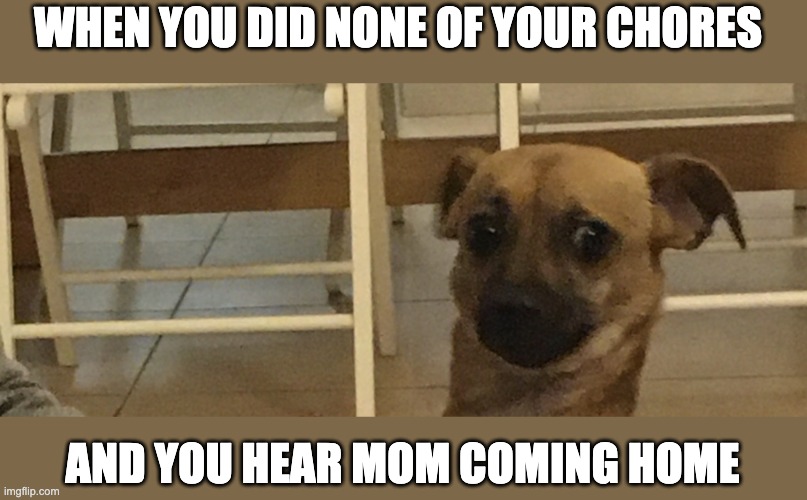 Nervous doggle | WHEN YOU DID NONE OF YOUR CHORES; AND YOU HEAR MOM COMING HOME | image tagged in nervous doggle | made w/ Imgflip meme maker