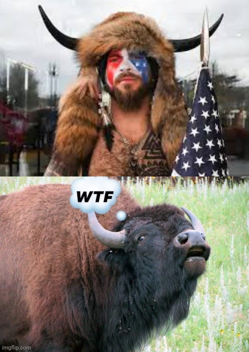Offended Bison | image tagged in memes,wtf,bison,washington capitals,january,donald trump | made w/ Imgflip meme maker