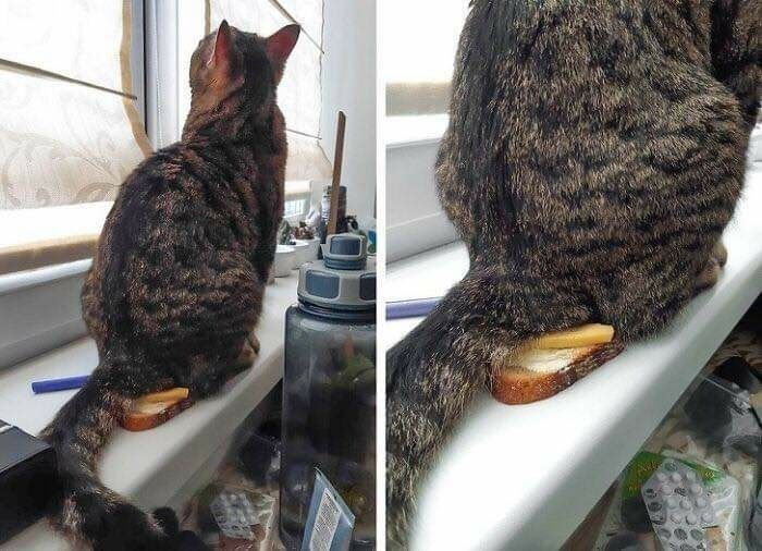 High Quality CATS BUM Blank Meme Template