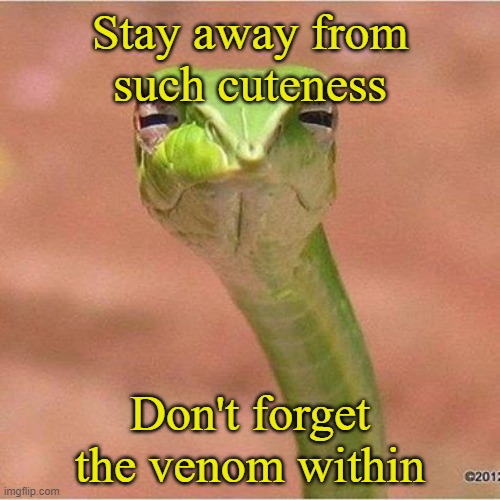 Much snek. | Stay away from such cuteness; Don't forget the venom within | image tagged in snek | made w/ Imgflip meme maker