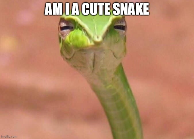 HMMMM is he cute? | AM I A CUTE SNAKE | image tagged in skeptical snake,snake,cute,trend | made w/ Imgflip meme maker